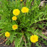 Paradigm Shift - Bioactive Botanical Concentrate