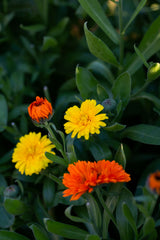 Paradigm Shift - Bioactive Botanical Concentrate