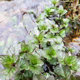 Wild River Mint + Rosemary Iceberg Infused Hand + Shower Gel