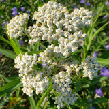 Wild Labrador Tea + Yarrow - Bioactive Botanical Concentrate