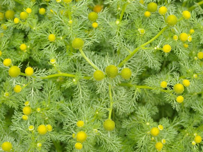 Wild Pineapple Weed Infusion Cleansing Sugar Scrub
